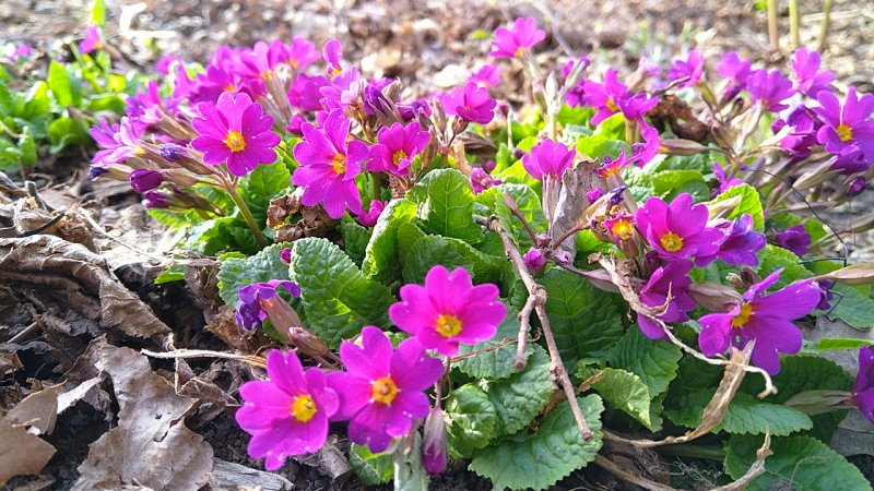 Primula ×pruhonicensis 'Wanda' Tšehhi priimula